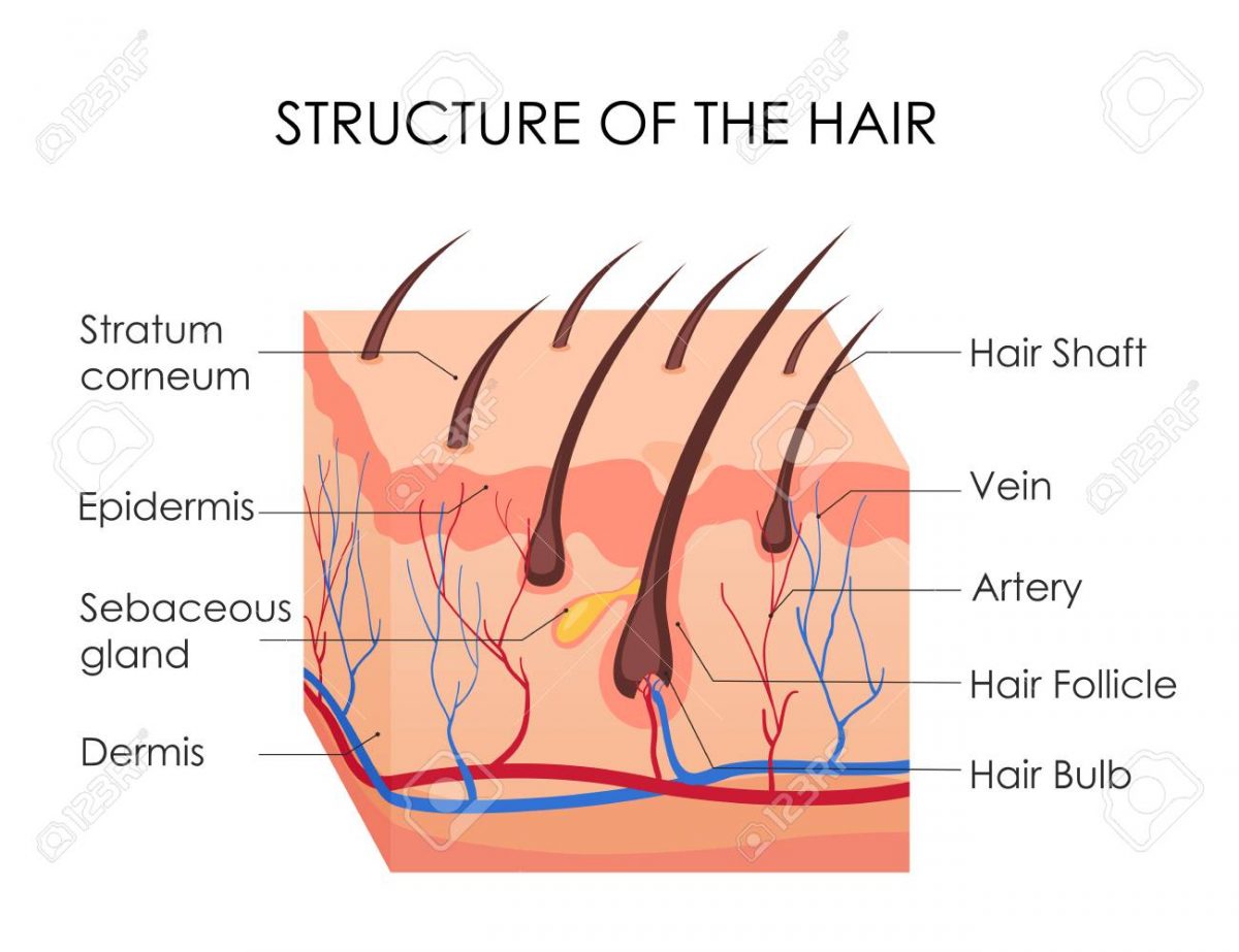 hair anatomy